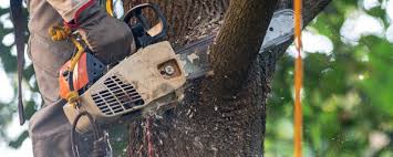 Best Tree and Shrub Care  in Pecan Acres, TX