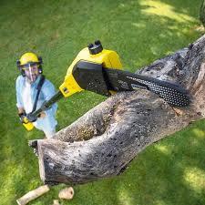 Best Hazardous Tree Removal  in Pecan Acres, TX