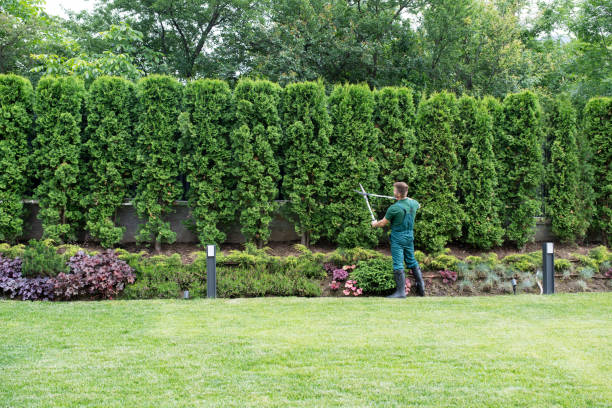 Best Landscape Design and Installation  in Pecan Acres, TX