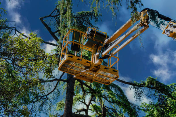 Best Firewood Processing and Delivery  in Pecan Acres, TX