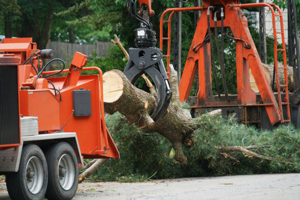 Best Tree Maintenance Programs  in Pecan Acres, TX