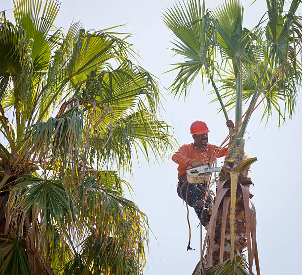  Pecan Acres, TX Tree Services Pros