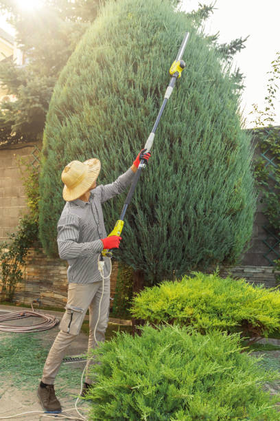 Best Organic Lawn Care Solutions  in Pecan Acres, TX
